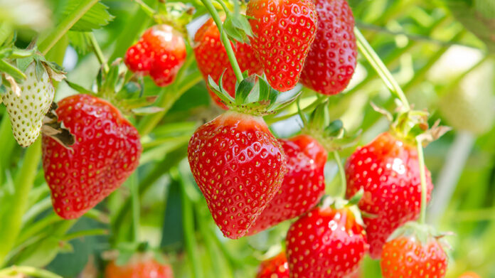 strawberries