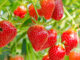 strawberries