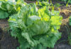 FDA says Taylor Farms cyclospora test was false positive Iceberg lettuce growing in the field in Mexico