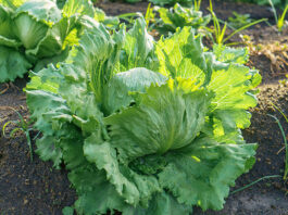 FDA says Taylor Farms cyclospora test was ‘false positive’ Iceberg lettuce growing in the field in Mexico