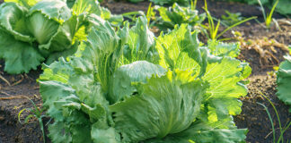 Iceberg lettuce growing in the field in Mexico