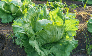 FDA says Taylor Farms cyclospora test was false positive Iceberg lettuce growing in the field in Mexico