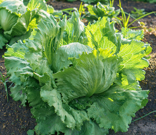 FDA says Taylor Farms cyclospora test was false positive Iceberg lettuce growing in the field in Mexico