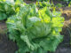 FDA says Taylor Farms cyclospora test was ‘false positive’ Iceberg lettuce growing in the field in Mexico