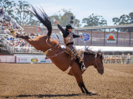 California Rodeo Salinas generates nearly $22M in total economic impact Saddle Bronc Riding