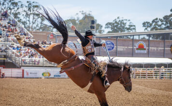 Saddle Bronc Riding