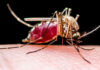 blood-fed mosquito