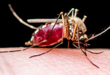 West Nile virus activity reaches 5-year high in California blood-fed mosquito