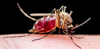 blood-fed mosquito