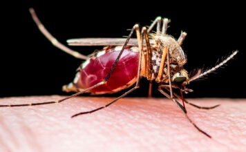 blood-fed mosquito