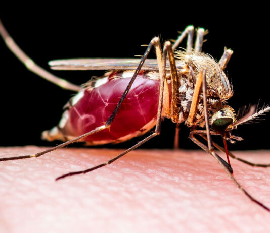 blood-fed mosquito
