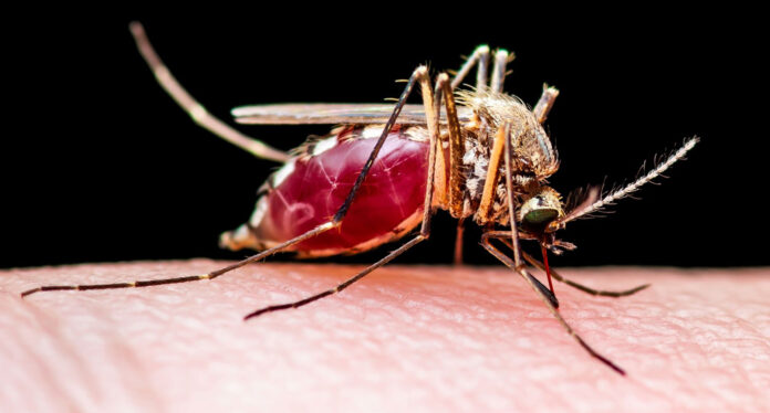 blood-fed mosquito