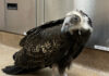 SPCA juvenile turkey vulture