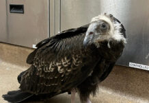 SPCA juvenile turkey vulture