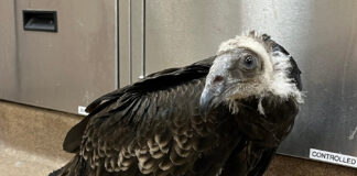 SPCA juvenile turkey vulture