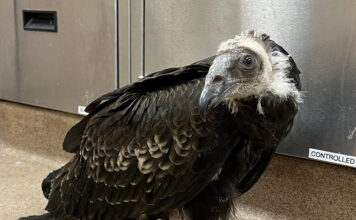 Baby turkey vulture rescued from Big Sur fires recovering at SPCA SPCA juvenile turkey vulture