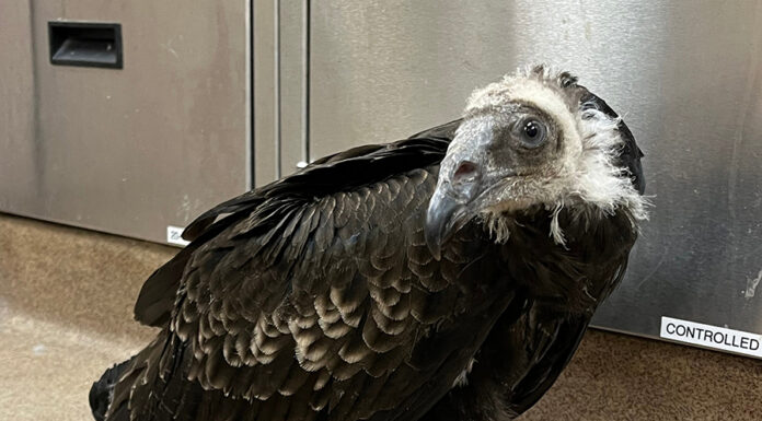 SPCA juvenile turkey vulture