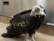 SPCA juvenile turkey vulture